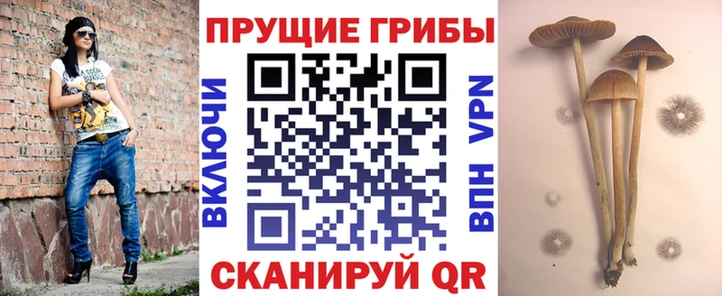 Галлюциногенные грибы Psilocybine cubensis  Киржач 